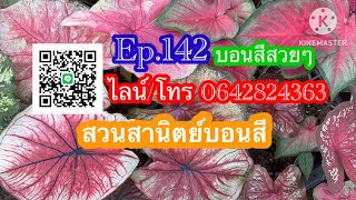 Ep.142🎊บอนสีสวยแล้วพ้นหนาว ใบใหญ่ๆ เลยค่ะ สวนสานิตย์บอนสี #บอนสี #บอนสีราชินีใบไม้ #บอนสีโบราณ