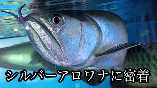 [古代魚][アロワナ混泳]シルバーアロワナに密着！混泳水槽！