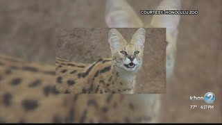 Honolulu Zoo welcomes new serval from Florida