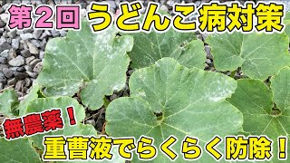 【うどんこ病対策】今の季節はうどんこ病が大発生！？必要なのは「重曹」のみ！お手軽・無農薬防除（ウリ科：キュウリ、カボチャ、メロン）