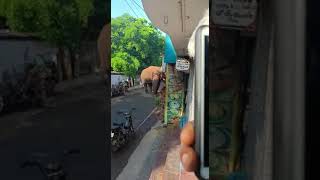 അരിക്കൊമ്പൻ കാട്ടാന കമ്പം ടൗണിൽ | Elephant Arikomban Kambam Town| Rogue attack | Kerala Tamil Nadu 2