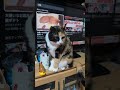 【三毛猫】こむぎのあくび😪 ハクション大魔王 アクビ娘 野川さくら アクビちゃん cat ねこくんbgm music 保護猫 かわいいbgm 猫のいる暮らし