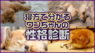 寝方で分かるワンちゃんの性格診断