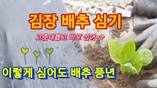 [8월9월 텃밭추천] 고춧대 뽑고 김장배추 바로 심기   #왕초보를위한배추심기방법