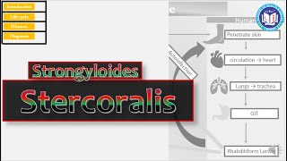 Strongyloides stercoralis: a parasite having diversity in life cycle | Parasitology| by Imran Yaseen