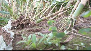 Remembering the impacts of Hurricanes Irma and Michael on Georgia's agriculture