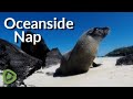 Sea lion tries to take an oceanside nap in the sunshine