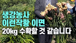 생강농사 이런 작황 이면 20kg 수확할 것 같습니다.