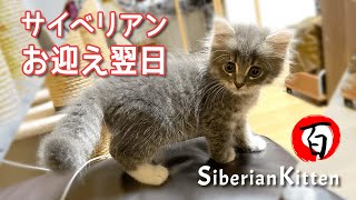 Siberian cat came to my home.second day. #kitten #Japan