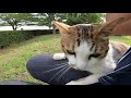 完全に野生を忘れている野良猫、顔見たらモフられに来た