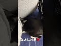 【＃shorts】頭隠して尻隠さず😸　～hide your head and don t hide your butt～