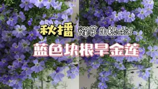 【秋播】催芽的蓝色块根旱金莲发芽啦！给它种下去！