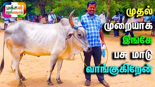 கிருஷ்ணகிரியிலிருந்து காங்கேயம் பசு மாடு வாங்க வந்தேன், Palayakottai Mattu Thaavani, #cattlemarket