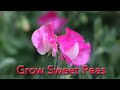 How to Grow Sweet Peas from Seed | johnnya