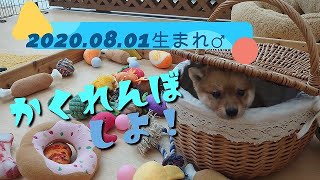 【豆柴】子犬　8/1　男の子♂　摂州宝山荘　mameshiba dog Puppy （mame shiba inu)