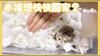 Hamsterdingding．老公公鼠想快快回家？．倉鼠．小露寶．小路寶．老公公鼠 [小福Siu Fook]