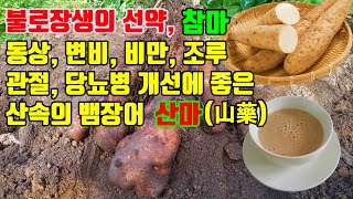 산마, 참마! 귀와 눈이 밝아지고 머리를 검게 하는 산마의 효능, 동상 변비 비만 조루 관절염 당뇨개선에 좋은 참마의 효능, 위와 폐와 신장을 도와 정력을 세게 하는 산약의 효능