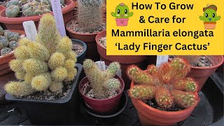 How to Grow \u0026 Care for Mammillaria elongata 'Lady Finger Cactus' #cacti #cactus