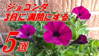 【花】ペチュニア(ジョコンダ)の育て方・植え付け