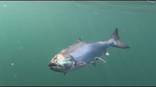 Underwater SALMON Bites! We put a GO PRO on a DOWNRIGGER Ball!
