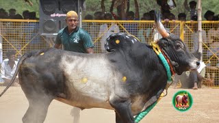 கடைசி நொடி வரை பரபரப்பான அரிட்டாபட்டி இளம்நாயகி வீரர்கள் ஆட்டம்/ s.kallampatty vadamanjuviratu 2024