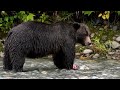 asiatic black bear vs. american black bear face off explained