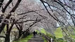 🌸 大阪の高槻市の《 新川さくら並木 》