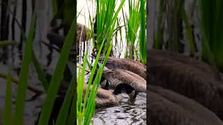 khoobsurat ducks#birds #viral #duckybhai #wildlife