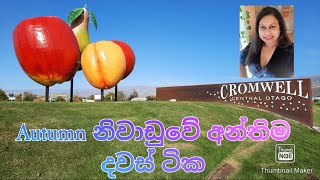 Autumn නිවාඩුවේ තවත් සුන්දර දවස් කිහිපයක්.trip to cromwell. sinhala vlog