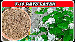 😱Mogra Jasmine🥰|Top Secret / Best Care Tips For Mogra Jasmine Plant ☘️ 7-10 Days Later