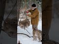 the smart snow leopard called the old man to rescue the cubs shorts leopard rescue cubs snow