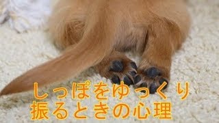 しっぽをゆっくり振るときの心理　愛犬とのコミュニケーション【犬の健康】