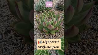 📢오로지다육 판매영상 저녁7시에 가성비좋은 아이들구성으로 찾아올께요📢📢