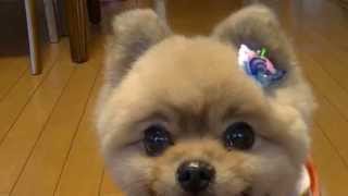 The Pomeranian which is the prettiest in the world！I cannot miss this