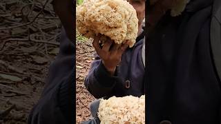 Cauliflower Mushroom #5 and  #6 for 2023 Mushroom Season. 😲 😃 😊 #foraging #hunting #mushrooms