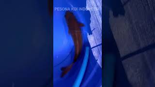 IKAN KOI SPESIAL HARGA PETANI | +62 852-8312-1565