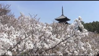 世界遺産 仁和寺の御室桜 World heritage