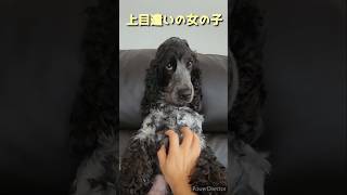 Vol.127 上目遣いの女の子byちゃんちゃかレディ #イングリッシュコッカースパニエル #dog  #shorts