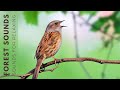 Birds Singing - Early Morning Wild Birds Chirping, Relaxing Bird Sounds Heal Stress, Songbirds