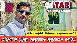 முருங்கைக்காயின் வியக்கவைக்கும் முருங்கை மரம் #tamilnadu #trending #moringa #moringahealthbenefits