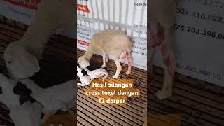 silangan cross texel dan f2 dorper#dombasheep #ternak #domba #peternakdomba #goat #farm#farming