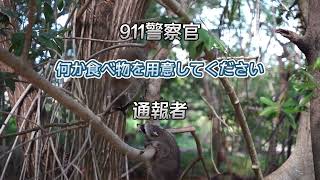 [911電話] アライグマがいると通報してきた男性...意外な結末に！！