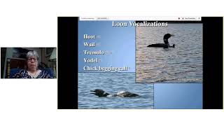 Mercury Toxicity in Loon Populations in the Adirondacks,