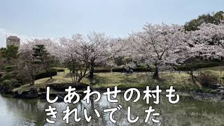 桜 遅ればせながら