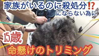 トリマーさん助けて！押さえられない犬をどうやってトリミングする❓ #トリマー#トレーナー