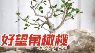 没药属十二剑圣之首:好望角橄榄