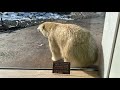 ガラスにスリスリッ　ホッキョクグマのリラ　円山動物園　2019.11.19　polarbear　lila