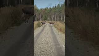 #hirvi #hirvet #tuplavasat #lappi #hirvenmetsästys #hirvijahti #metsästys #moose #elk #älg #shorts