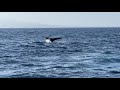 Whale watching at Long Beach Harbor,CA