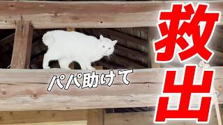 パパが高い所から降りられなくなった庭子猫を救出しました！そしてその後…笑[三毛母猫の子猫]